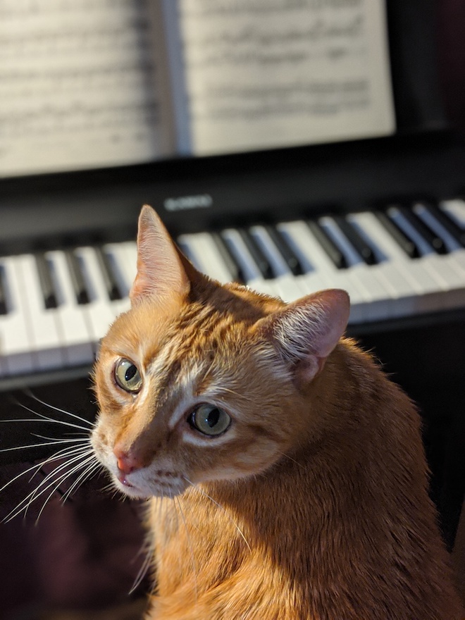 Yellow Cat